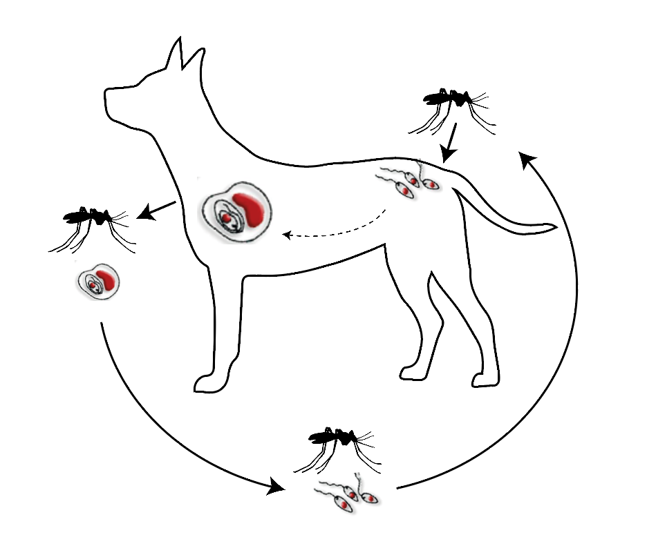 Leishmania. Promastigotes of Leishmania parasite which are found in mosquito midgut or laboratory cultures. Leishmania tropic, Leishmania major, Leishmania donovani or other Leishmania