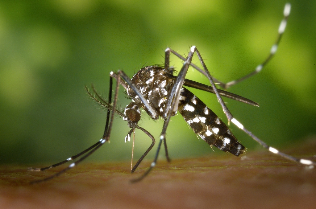 zanzara filariosi