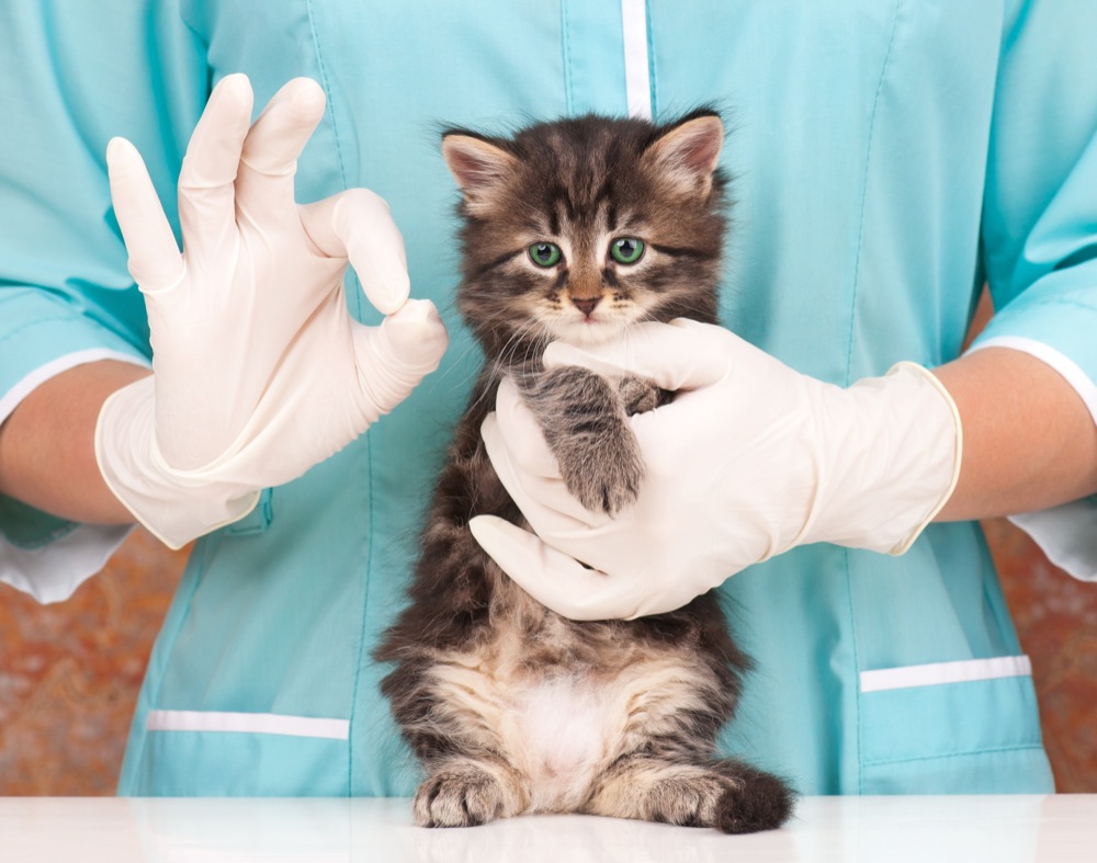 Il gatto dal veterinario. Suggerimenti e accortezze