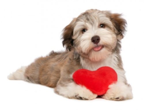 Cardiologia
