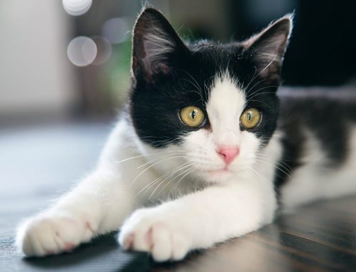 Ortopedia dell’animale adulto