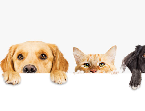 Controllo cardiologico nel cane e gatto adulto