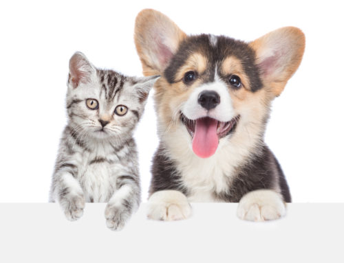 Controllo cardiologico nel cane e gatto cucciolo