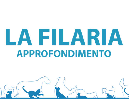 La Filaria