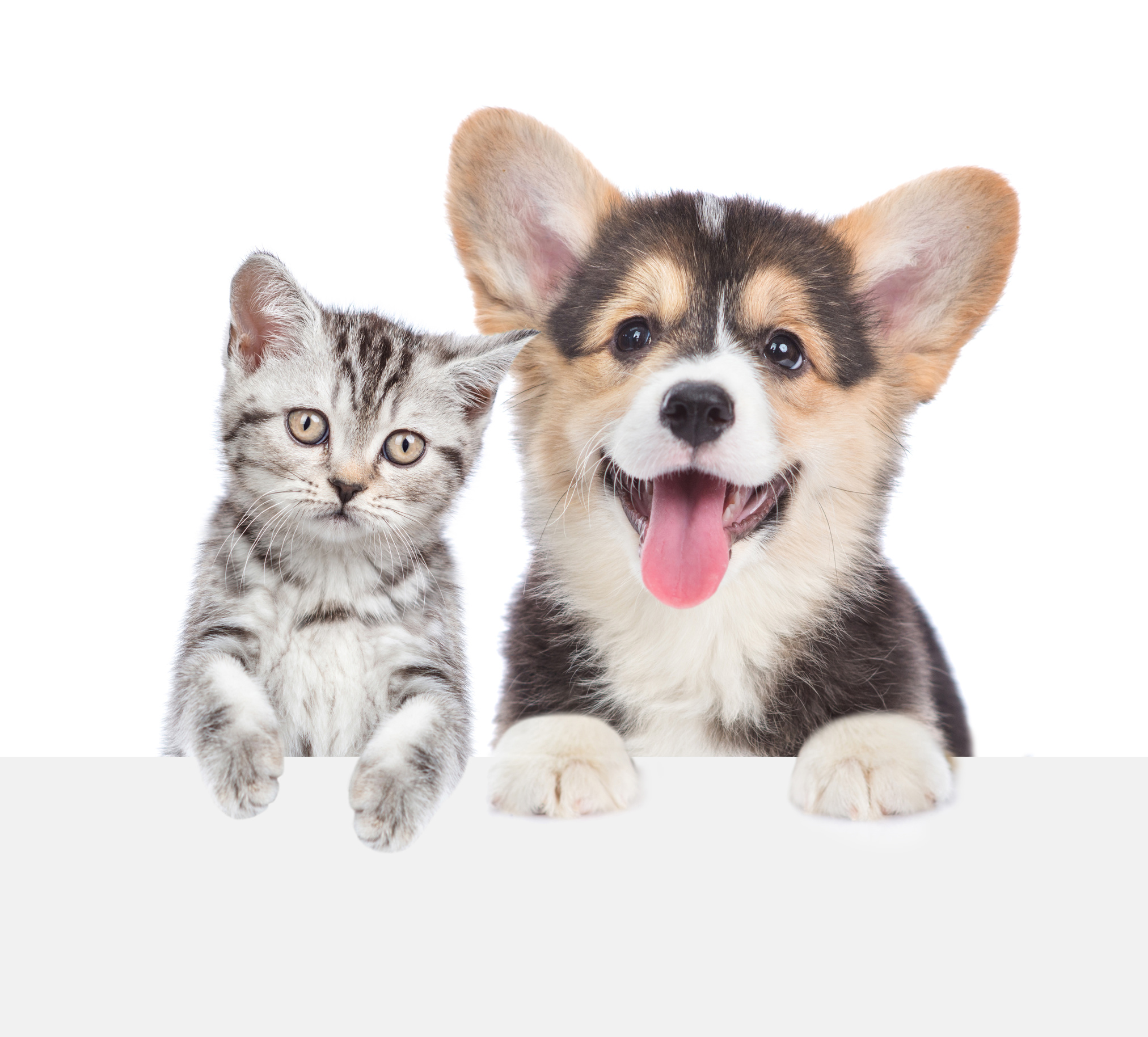 Controllo cardiologico nel cane e gatto cucciolo