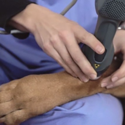 Un medico veterinario del centro veterinario montecchio esegue una terapia laser sulla zampa di un cane