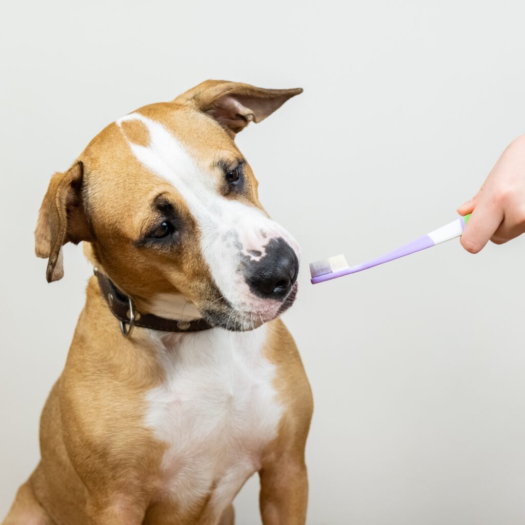 Un cane nocciola e bianco seduto guarda uno spazzolino tenuto in mano da un medico veterinario