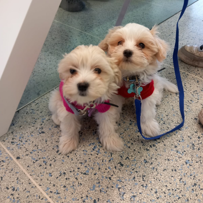 Una coppia di cani durante una visita veterinaria