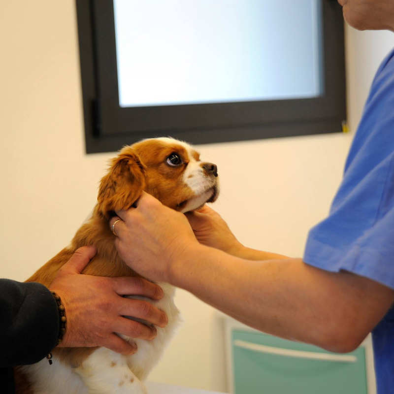 Un cane bianco e marrone viene visitato da un medico veterinario mentre viene accarezzato dal suo pet parent