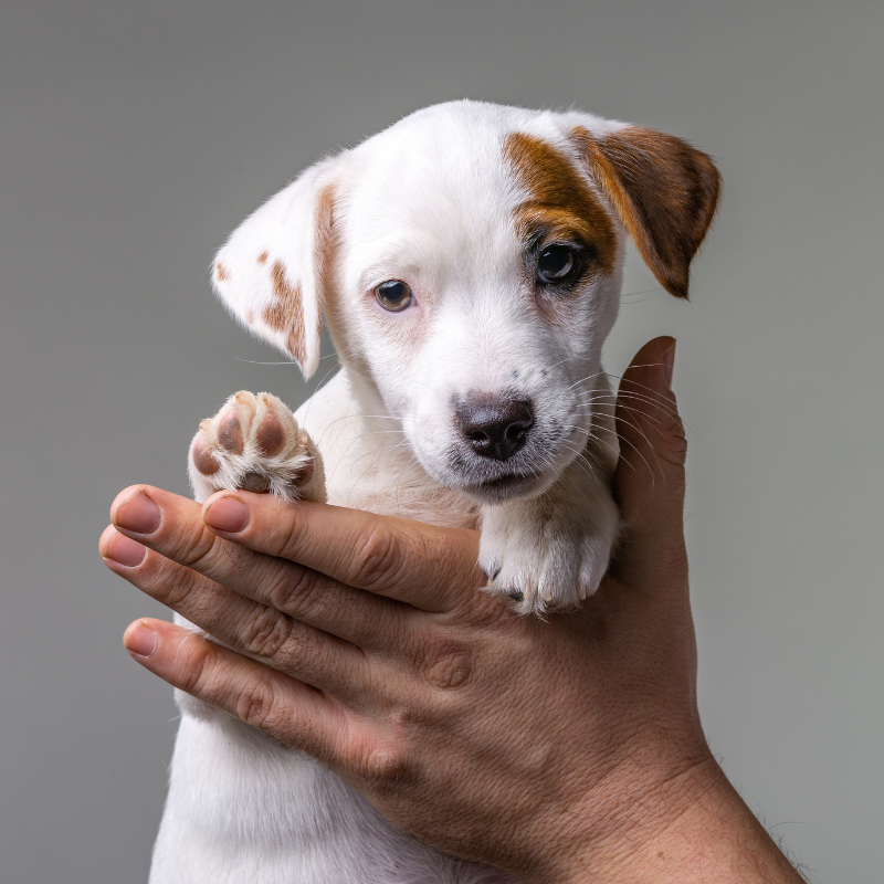 cucciolo di cane pronto per l'applicazione del microchip