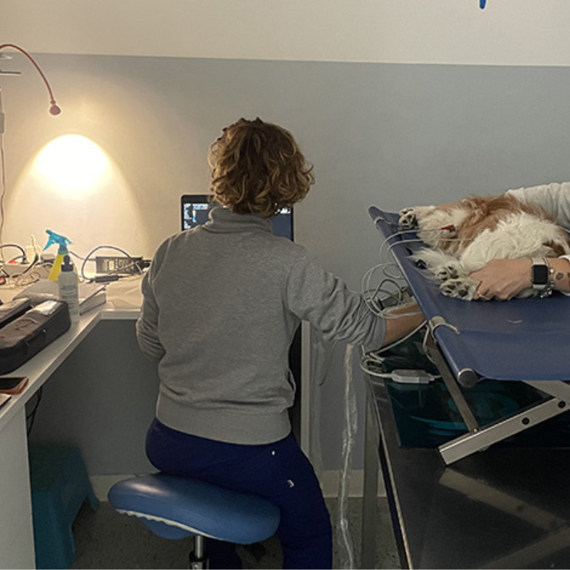 Una veterinaria del Centro Veterinario Montecchio durante una visita ecocardiografica