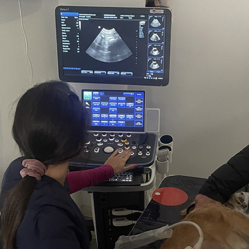 Una veterinaria del Centro Veterinario Montecchio di spalle mentre utilizza un ecografo durante una visita ecografica