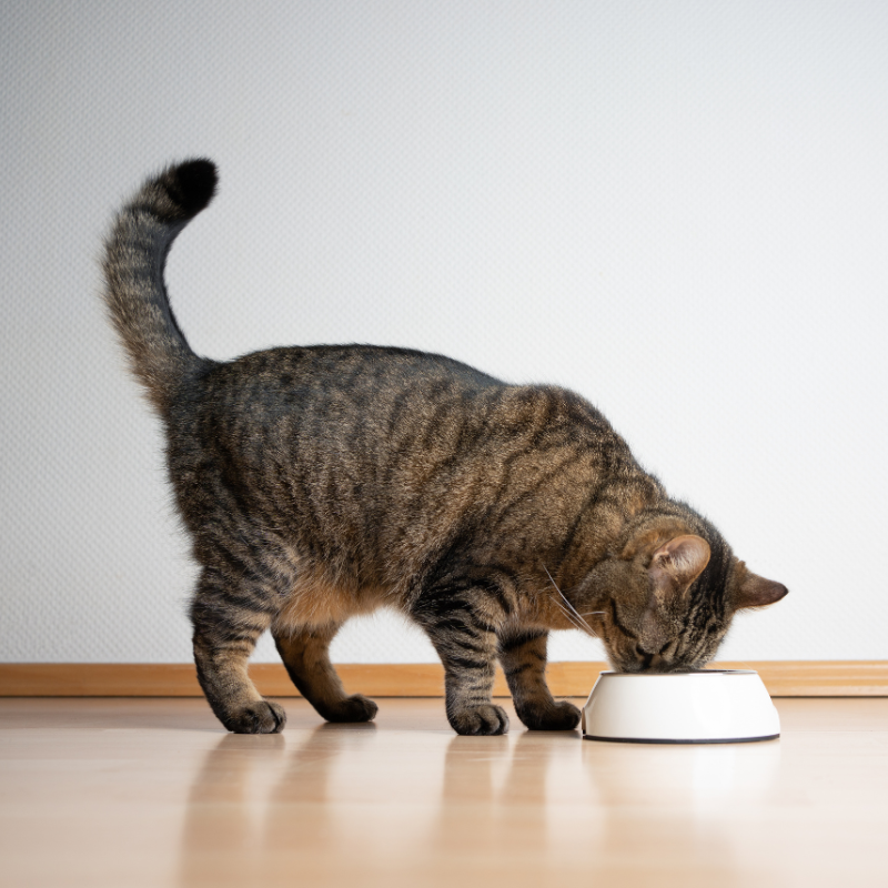 Un gatto tigrato che mangia dalla ciotola.