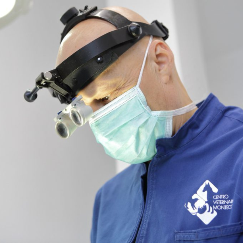 Un veterinario del Centro Veterinario Montecchio in primo piano durante una visita ortopedica