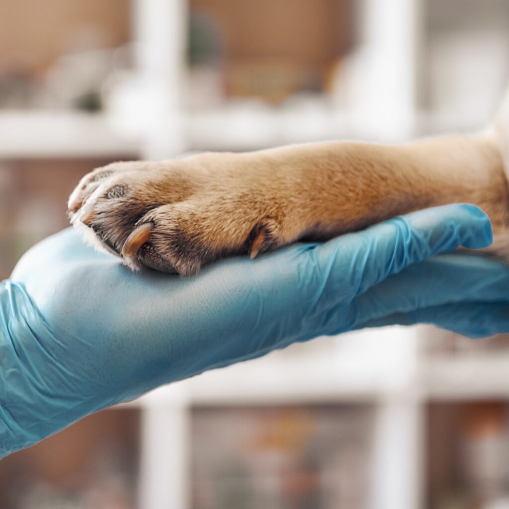 In primo piano la zampa di un cane viene sostenuta dalla mano di un medico veterinario con un guanto azzurro