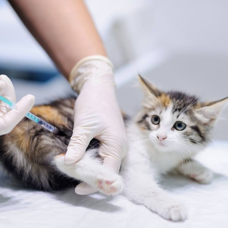 un gattino viene vaccinato presso il Centro Veterinario Montecchio